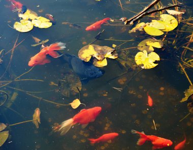Göletteki akvaryum balıkları. Suda güçlü dalgalanma.