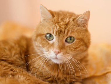 Güzel kedi kameraya bakıyor. Seçici odak.