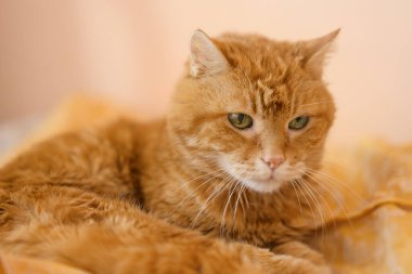 Güzel kedi bir yerlere bakıyor. Seçici odak.