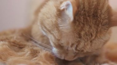 Kızıl kedi bulaşık yıkıyor. Seçici odak.