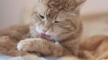 Kızıl kedi bulaşık yıkıyor. Seçici odak.