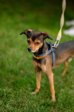 Minyatür pinscher, çimlerin üzerinde oynaşıyor. Seçici odak.