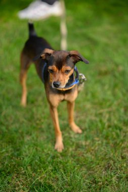 Minyatür pinscher, çimlerin üzerinde oynaşıyor. Seçici odak.