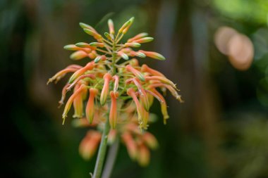 Aloe çiçekleri. Sığ alan derinliğine sahip seçici odak.