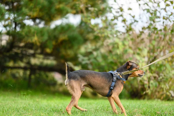 Miniatur Pinscher Katak Rumput Fokus Selektif — Stok Foto