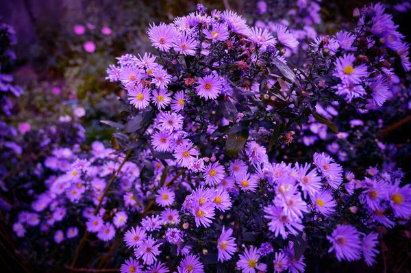 Fioletowe Kwiaty Selektywnym Ukierunkowaniem Kolorowy Obraz Stonowany — Zdjęcie stockowe