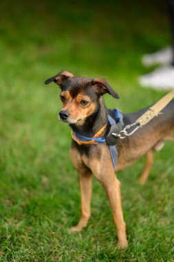 Minyatür pinscher, çimlerin üzerinde oynaşıyor. Seçici odak.