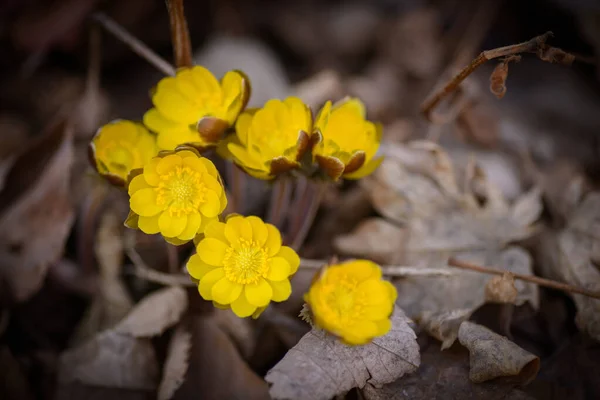 Vue Rapprochée Des Premières Fleurs Printanières Parmi Les Feuilles Flétries — Photo