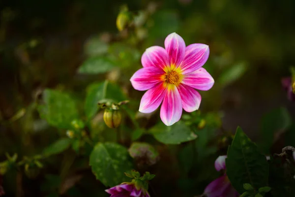 Fiore Dahlia Focus Selettivo Con Bassa Profondità Campo — Foto Stock