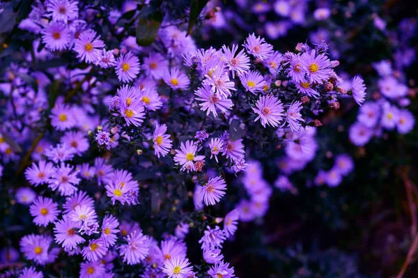 Fioletowe Kwiaty Selektywnym Ukierunkowaniem Kolorowy Obraz Stonowany — Zdjęcie stockowe