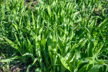 Baharda taze yeşil yapraklar. Sığ alan derinliğine sahip seçici odak.