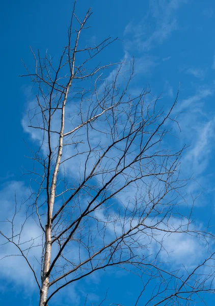 Silhueta Ramo Árvore Sobre Fundo Céu Azul — Fotografia de Stock