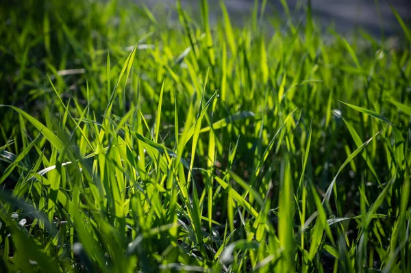 春に新鮮な緑の葉 被写界深度が浅い選択フォーカス — ストック写真