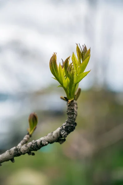 Des Bourgeons Verts Printemps Mise Point Sélective Avec Faible Profondeur — Photo