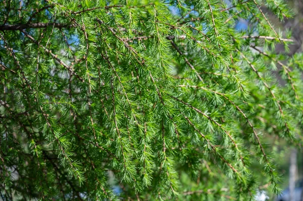 Pine Branches Springtime Selective Focus Shallow Depth Field — Stock Photo, Image