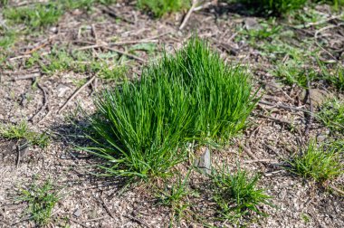 Baharda taze yeşil yapraklar. Sığ alan derinliğine sahip seçici odak.