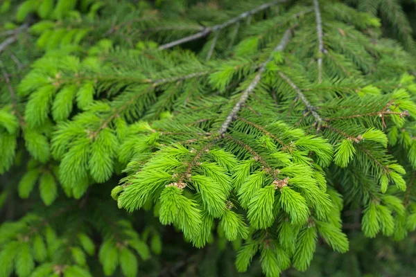 Kiefernzweige Frühling Selektiver Fokus Geringe Tiefenschärfe Stockfoto