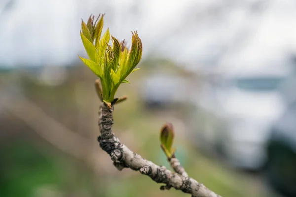 Des Bourgeons Verts Printemps Mise Point Sélective Avec Faible Profondeur — Photo