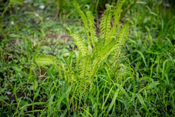 Samambaia Verde Sai Primavera — Fotografia de Stock