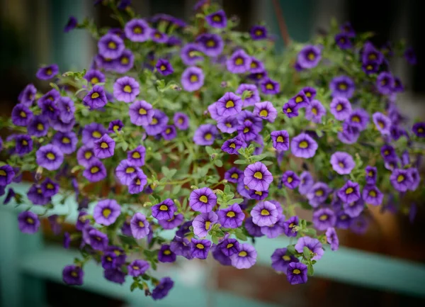 Purple Flowers Calibrachoa Garden Selective Focus Shallow Depth Field — Stock Photo, Image
