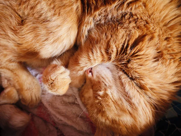 愛らしい眠い赤い猫 — ストック写真
