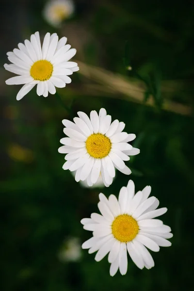 Daisies Field Selective Focus — Stock Photo, Image