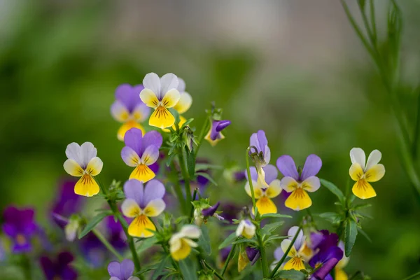 花园里的紫罗兰花 有选择的重点 — 图库照片