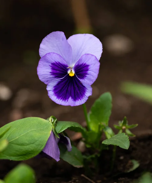 花园里的紫罗兰花 有选择的重点 — 图库照片