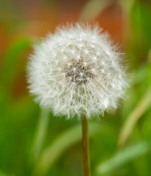 Dandelion Seed Background Selective Focus Shallow Depth Field — Stock Photo, Image
