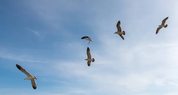 Flygande Måsar Över Ljusblå Himmel — Stockfoto