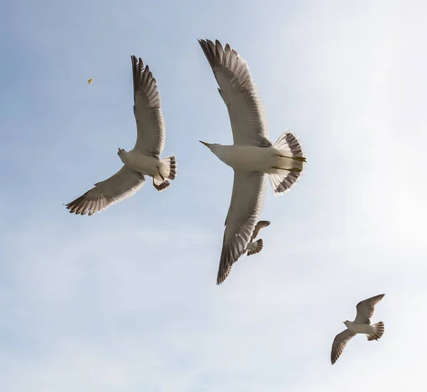 Flygande Måsar Över Ljusblå Himmel — Stockfoto