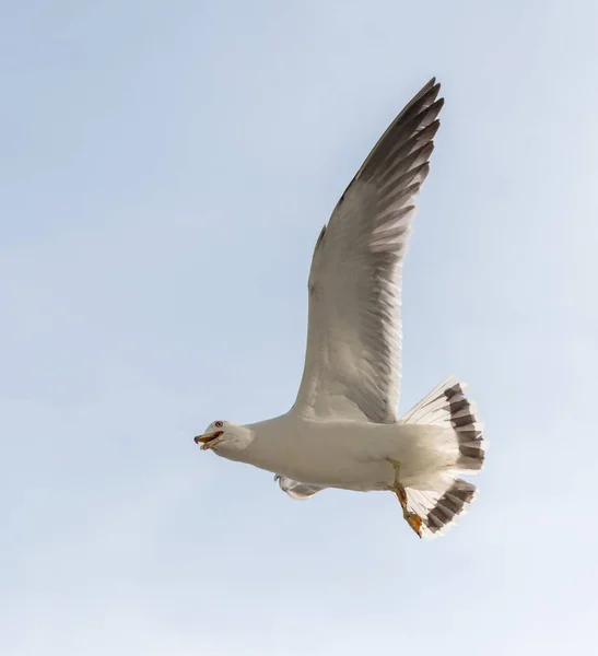 Flying Seagull Light Blue Sky — Stock Photo, Image