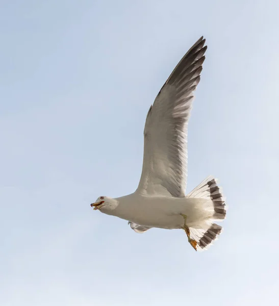 Mouette Volante Dans Ciel Bleu Clair — Photo