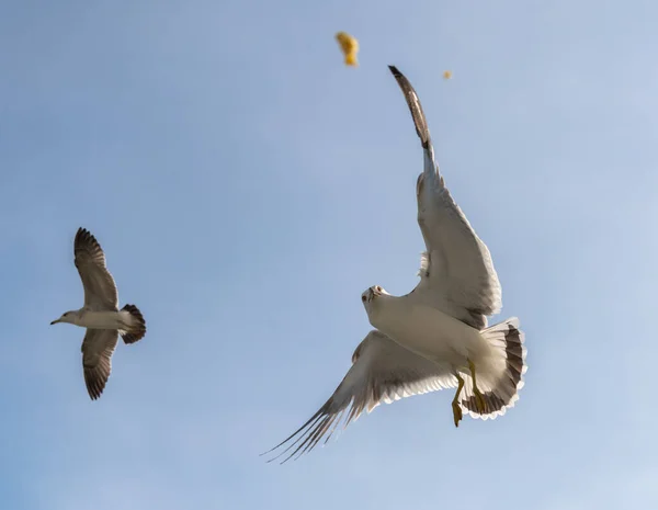 Flygande Måsar Över Ljusblå Himmel — Stockfoto