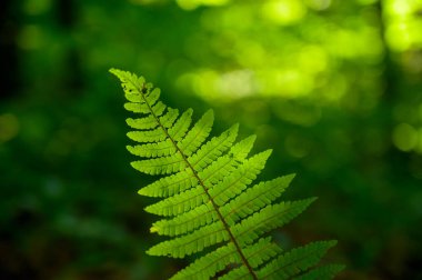 Karanlıkta yeşil eğrelti otu yaprağı. Doğa arkaplanı.