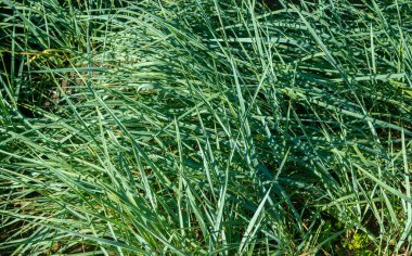 Baharda taze yeşil yapraklar. Sığ alan derinliğine sahip seçici odak.