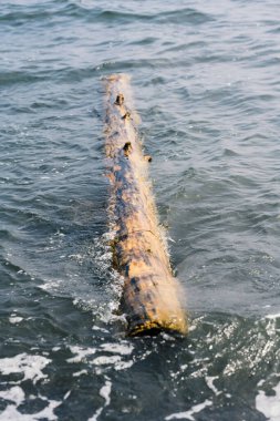 Deniz yüzeyinde tahta çıkıntısı. Seçici odak.