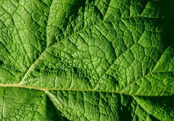 緑の葉の自然背景としてゴボウ 選択的焦点 — ストック写真