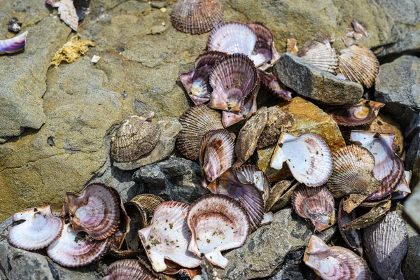 Molti Gusci Capesante Vuoti Sulla Spiaggia — Foto Stock