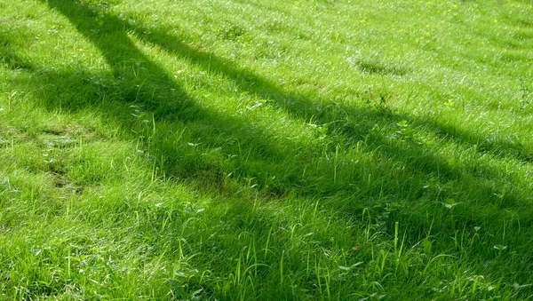 Fresh Green Grass Background Selective Focus Shallow Depth Field — Stock Photo, Image