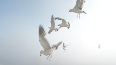 Martılar havada et parçaları yakalarlar. Yavaş çekim.