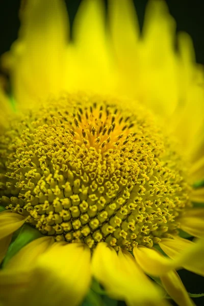 Sunflower close-up. — Stock Photo, Image