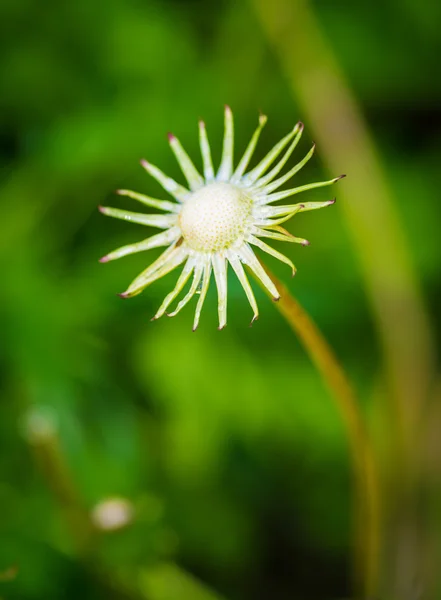 Karahindiba çiçeği. — Stok fotoğraf