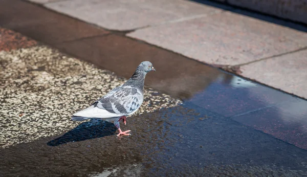 City pigeon. — Stock Photo, Image