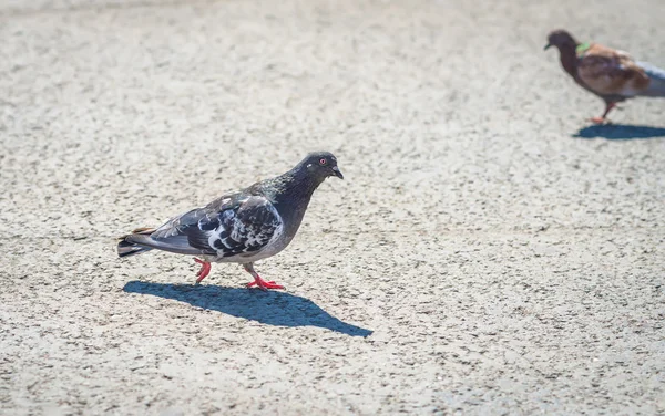 Grey city pigeons. — Stock Photo, Image