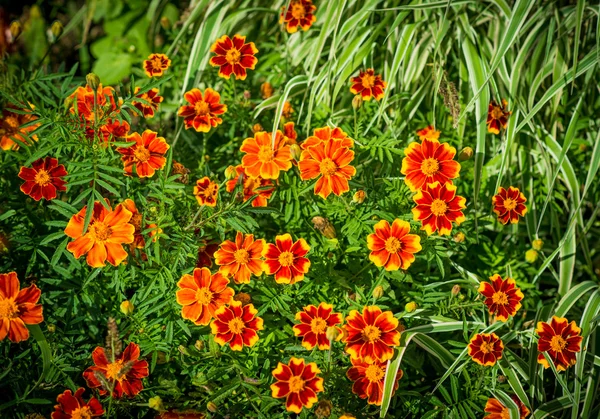 Orangenblüten. — Stockfoto