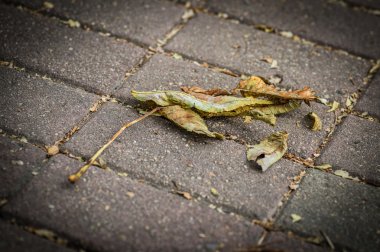 Sonbahar Yaprakları.