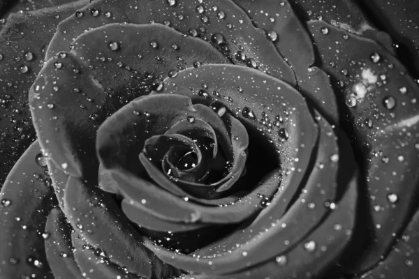 Rose mit Wassertropfen. — Stockfoto
