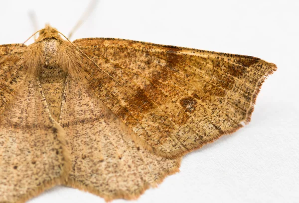 Moth resting. — Stock Photo, Image