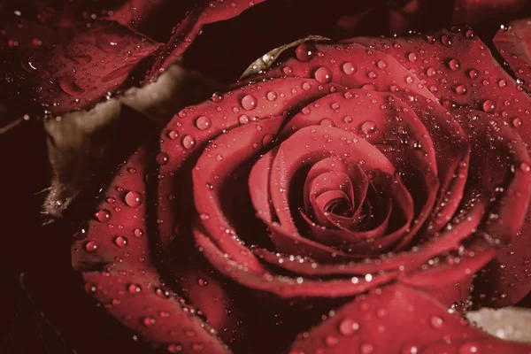 Rosa com gotas de água. — Fotografia de Stock